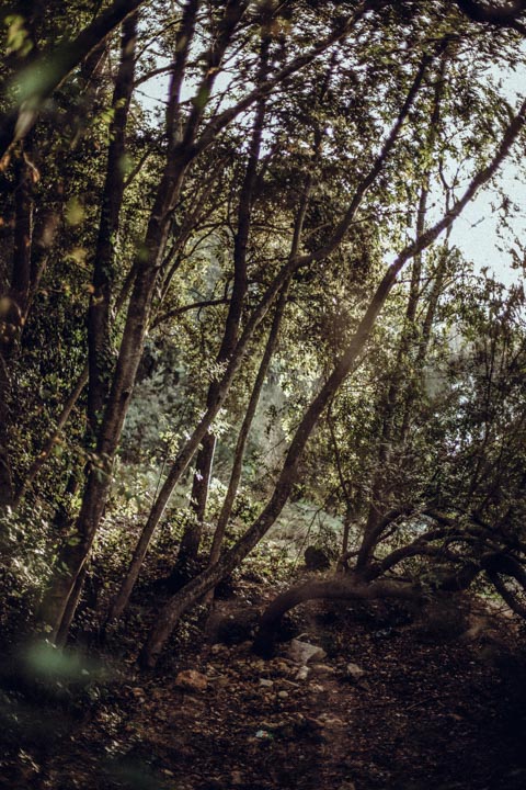 Fashion photographie de la Blogueuse Cécile Na . Jeux de lumière dans la forêt pour un partenariat avec la marque Gérard Darel.